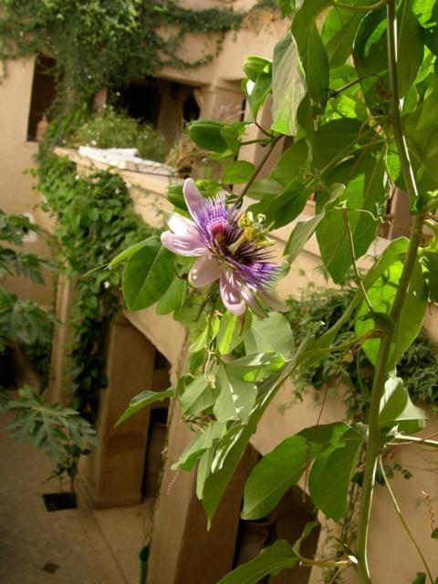 Dar Zahia Hotel Taroudant Eksteriør billede