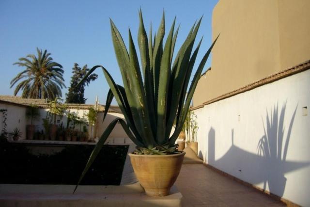 Dar Zahia Hotel Taroudant Eksteriør billede
